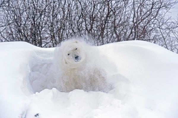 Canada, Churchill Polar bear shaking snow off